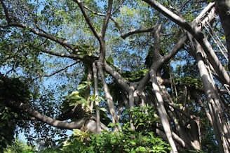 A large bargad (banyan) tree with aerial roots descending, set against a clear blue sky.