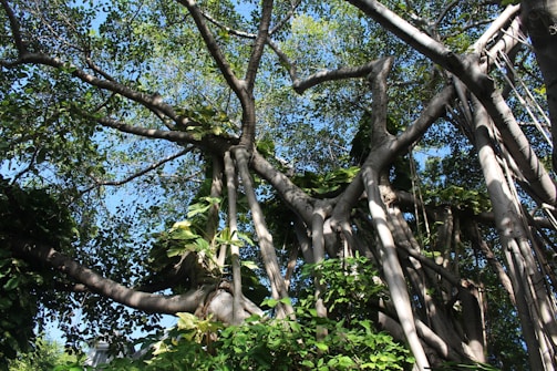 A large bargad (banyan) tree with aerial roots descending, set against a clear blue sky.
