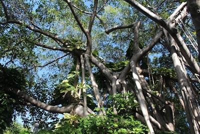 Students studying together under a large banyan tree on a sunny day.