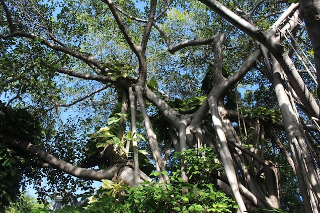 Large banyan tree with numerous branches and thick roots intertwining, filled with lush green leaves under a clear blue sky.