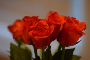 Rosas Naranjas