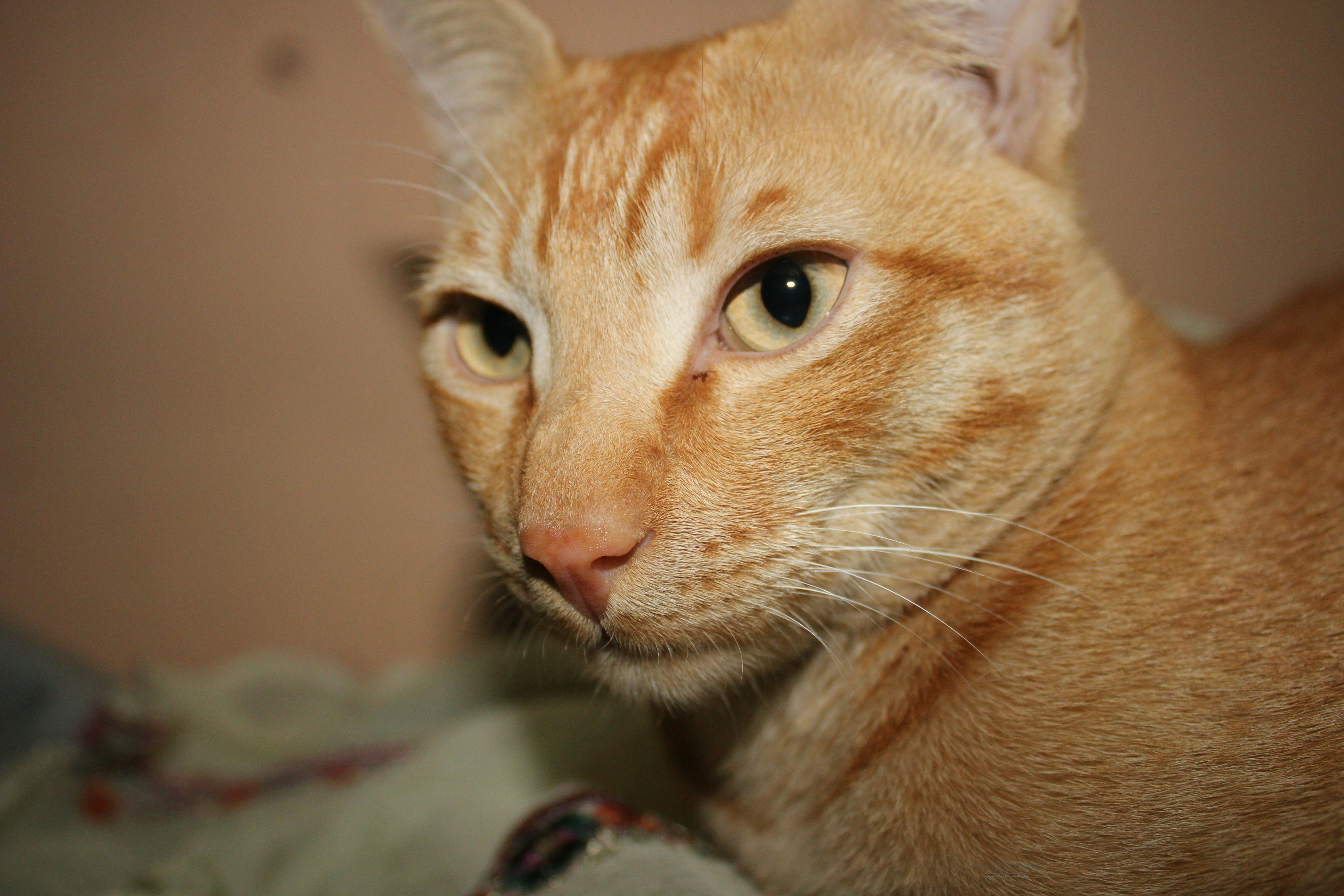 Free Unsplash photo from Talha Naqshbandi