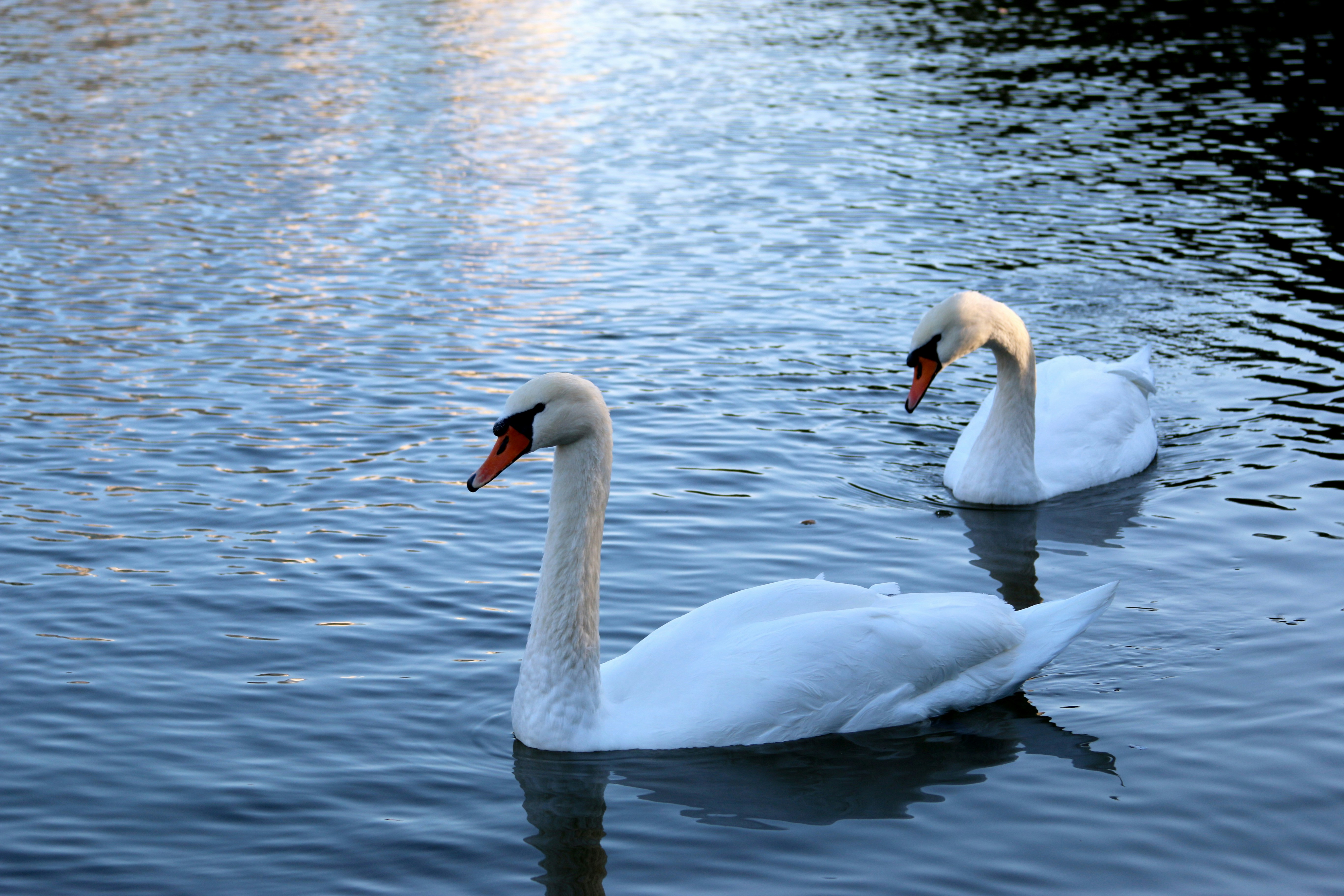 Free Unsplash photo from Inna_G