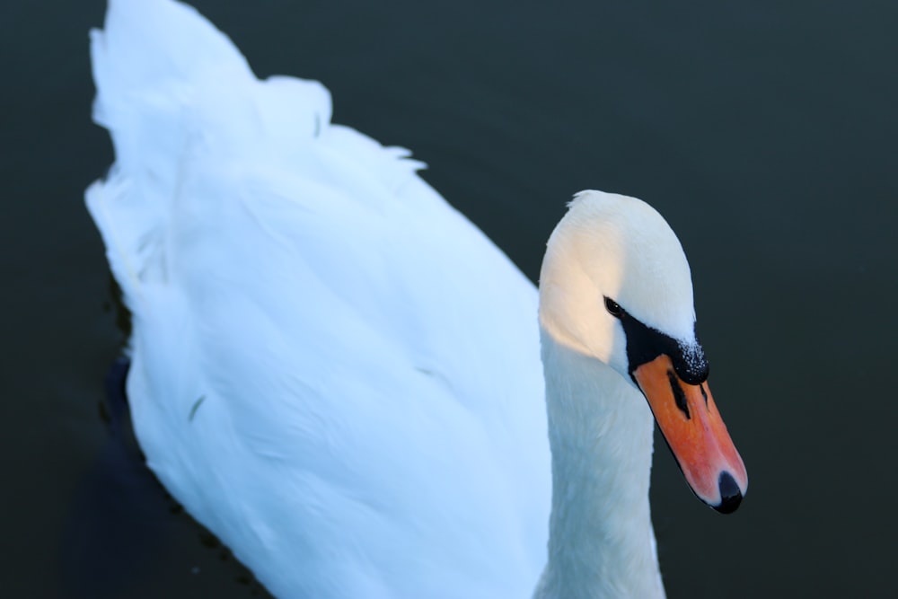 close-up photography of white duck