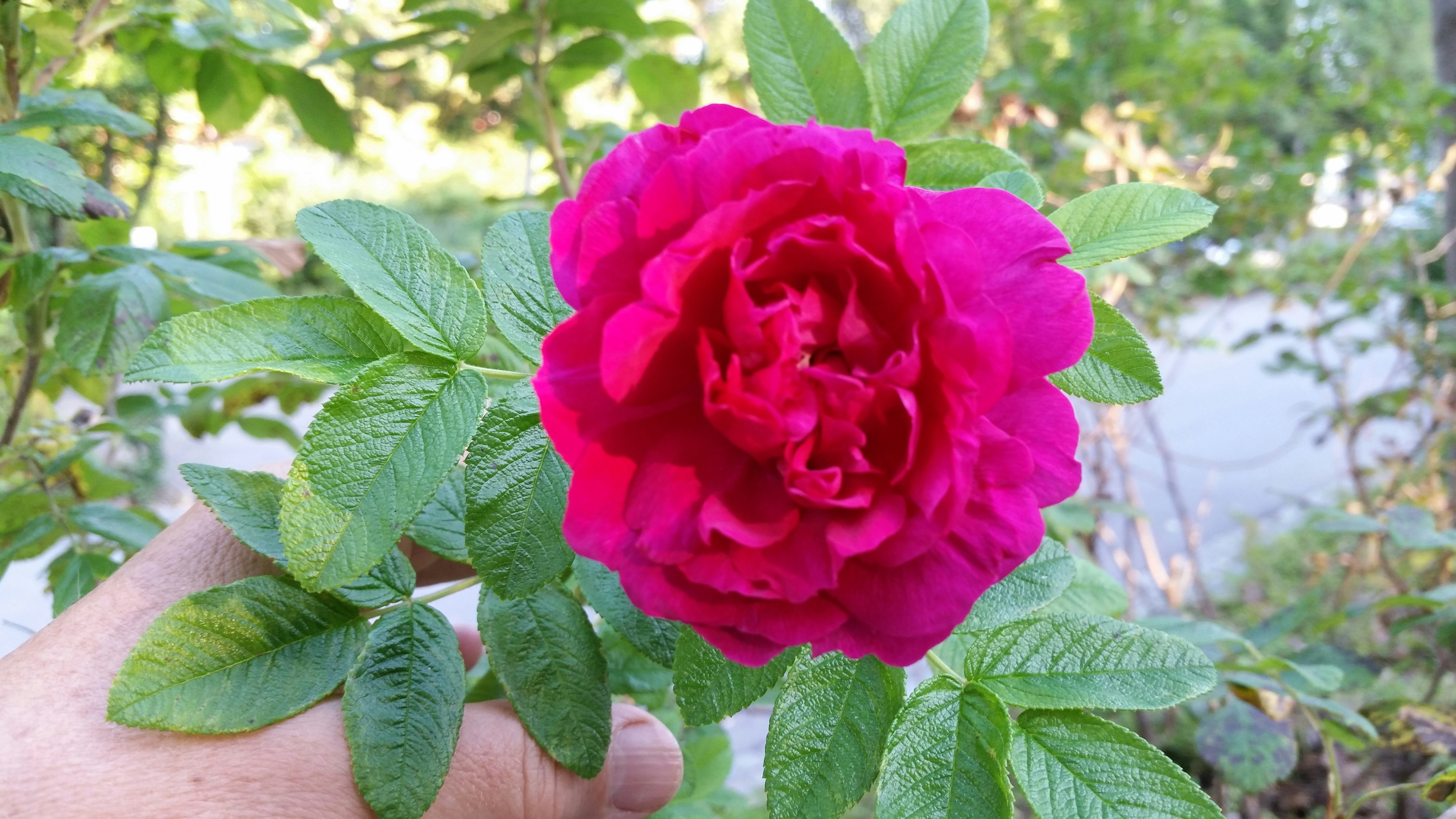 Free Unsplash photo from doris brehm