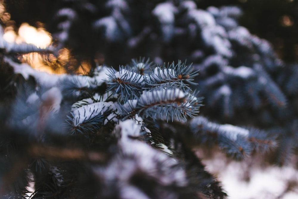 雪に覆われた植物のセレクティブフォーカス撮影