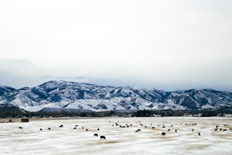 Wide shot of a snow-covered mountain range with animals grazing in the foreground.