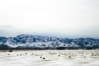 Wide shot of a snow-covered mountain range with animals grazing in the foreground.