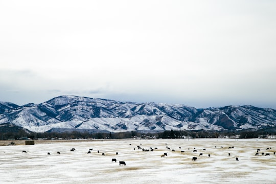 herd of black animals on field near mountain in Fort Collins United States