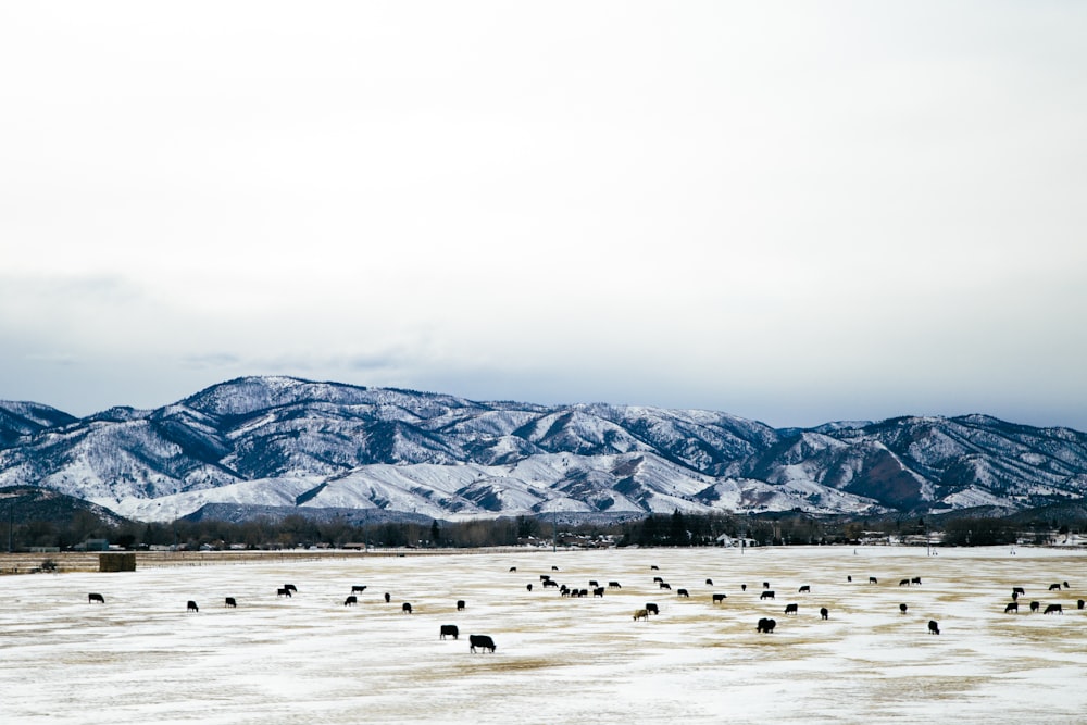 herd of black animals on field near mountain