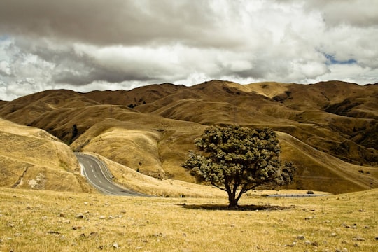 green leaf tree on dry land in Nelson New Zealand