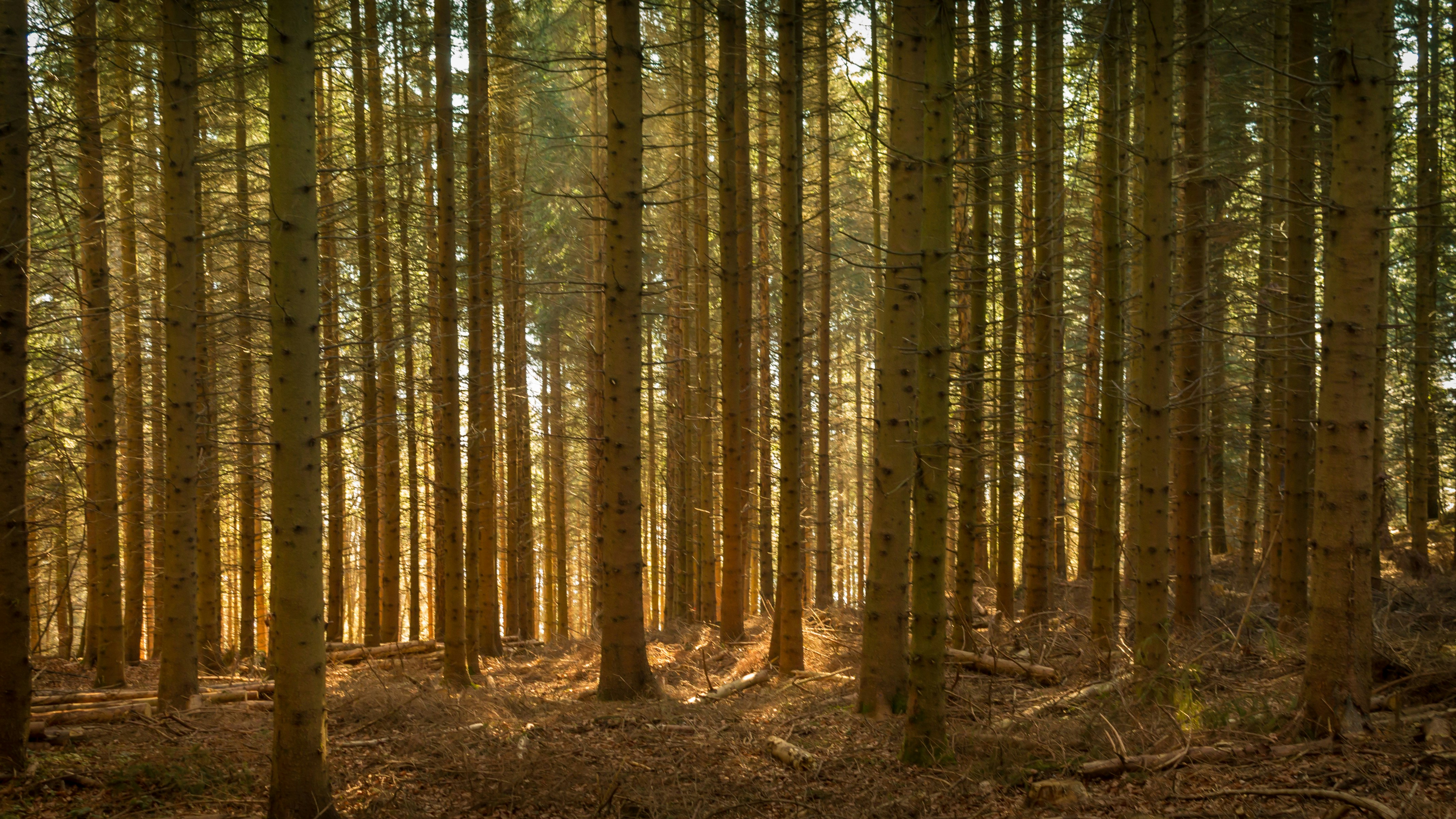 Free Unsplash photo from Luca BENEVOLO