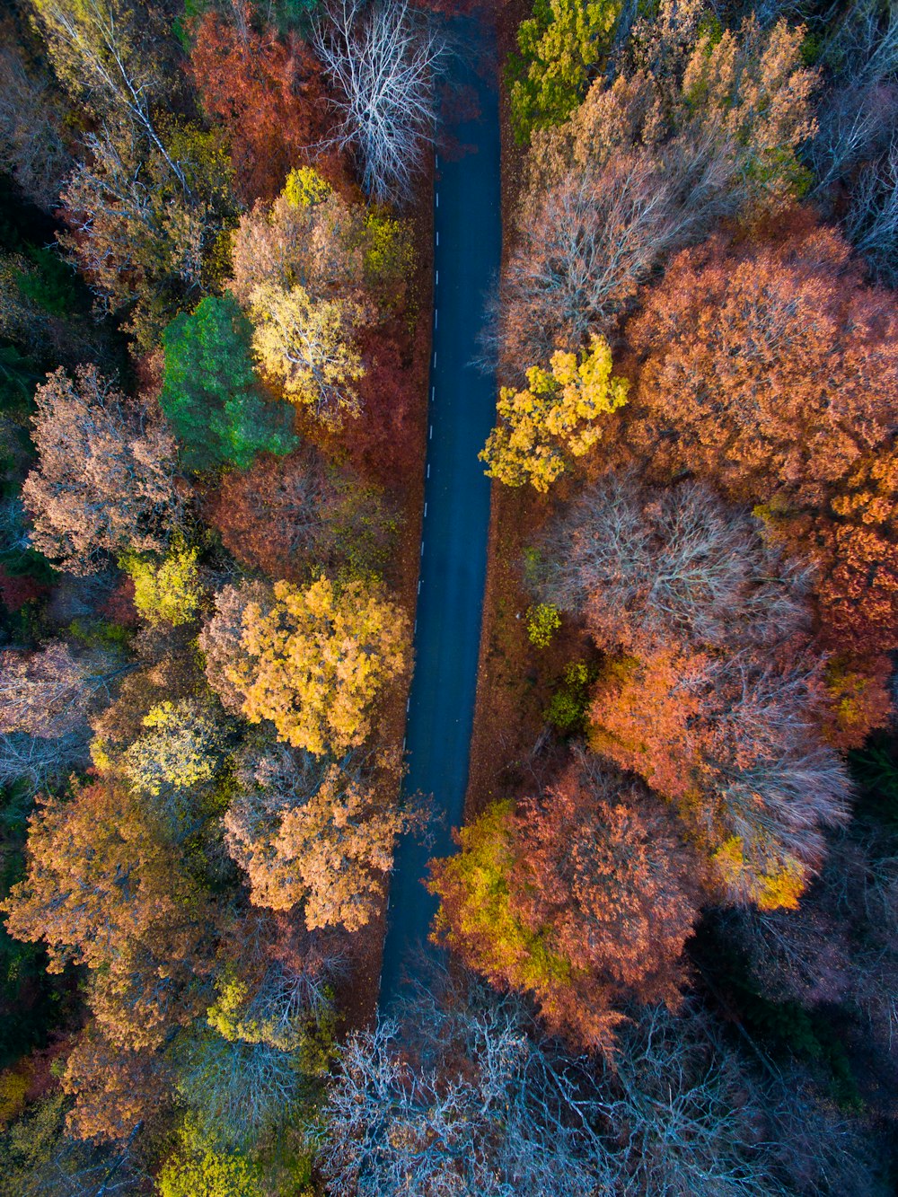 fotografia aérea de estrada cercada de laranjeiras