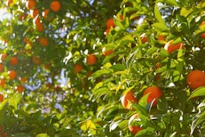 orange tree under sunny sky