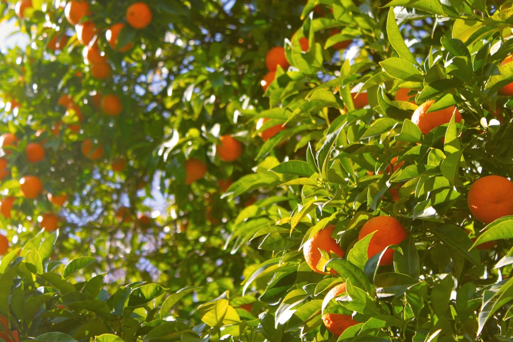 晴れた空の下のオレンジの木