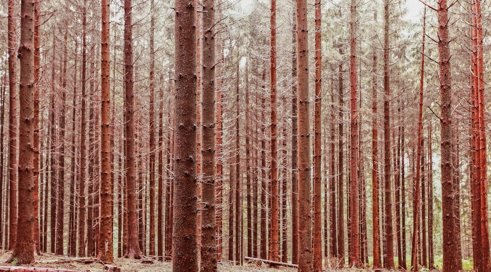 landscape photography of woods