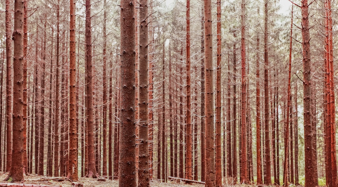 Forest photo spot Wildpark Schwarze Berge Lower Saxony