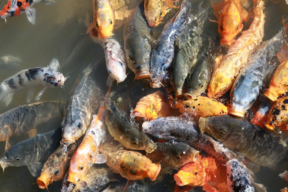 shoal of orange and gray koi fish