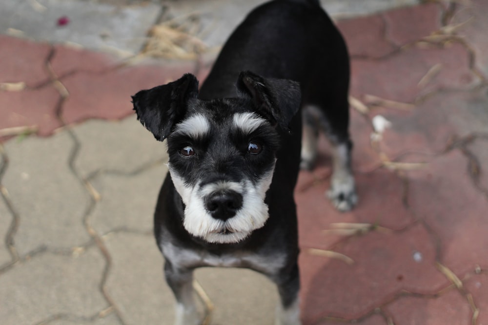 shallow photography of puppy while looking up