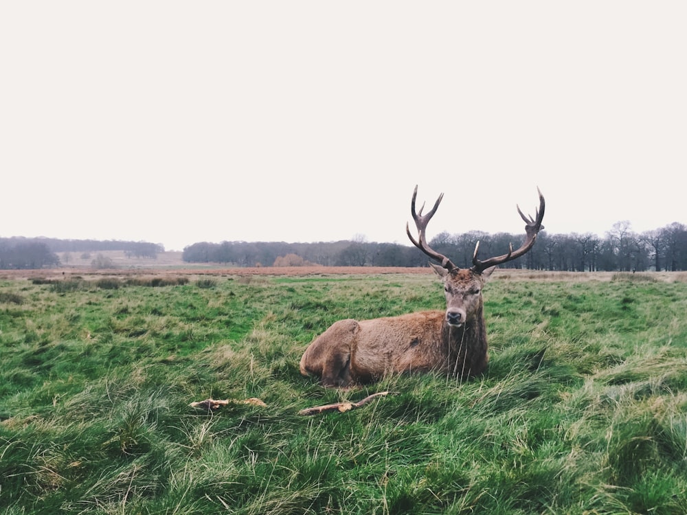 brown deer lying on green grass