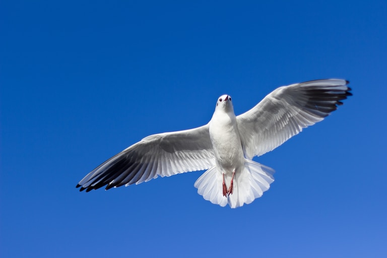 white and gray bird flying on top