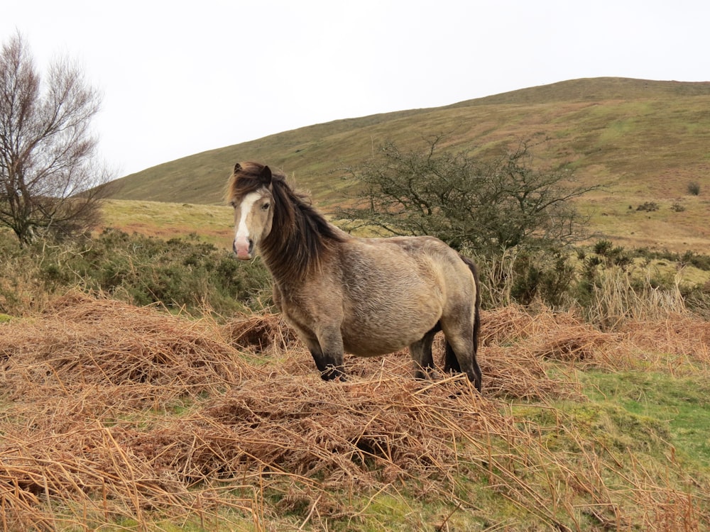 cavallo marrone in greenfield durante il giorno