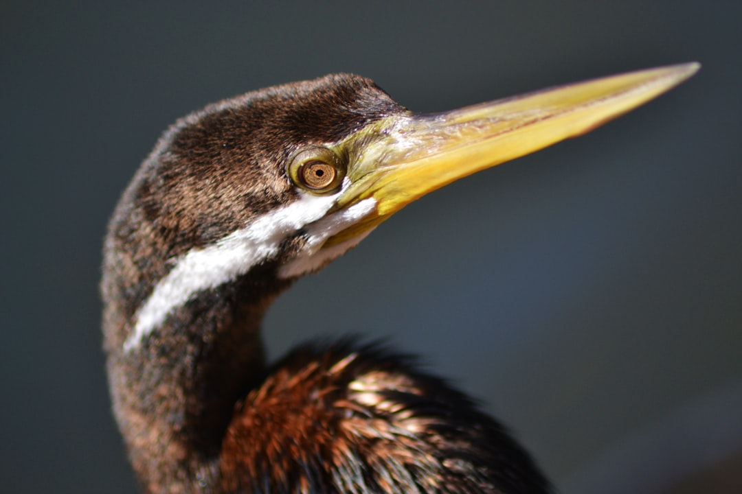 photo of Adelaide Wildlife near Morialta Conservation Park