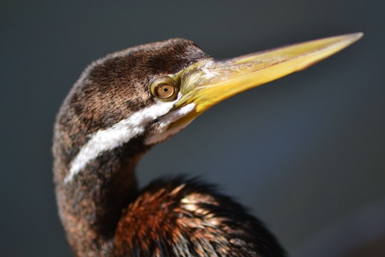 brown bird closeup photography in Adelaide Australia