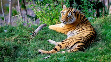 brown and black tiger lying on green grass during daytime