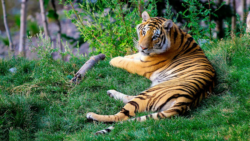 Kulit Buku Menjejak Tapak Harimau Belum