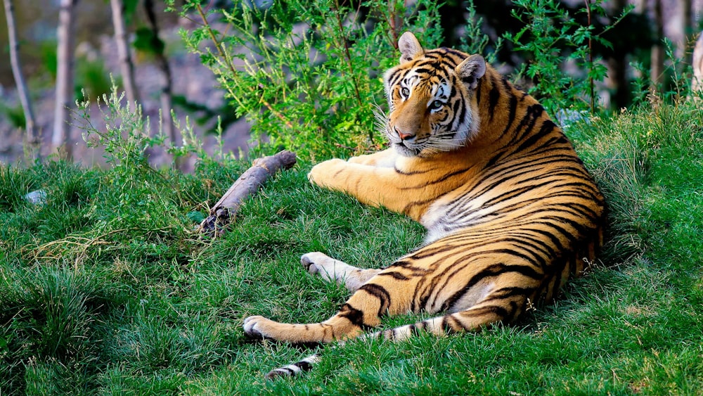 brown and black tiger lying on green grass during daytime