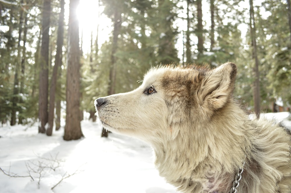 눈 덮인 숲에 흰 늑대