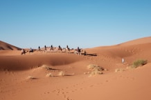 eight person riding on camel in the desert