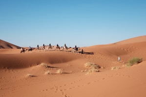 eight person riding on camel in the desert