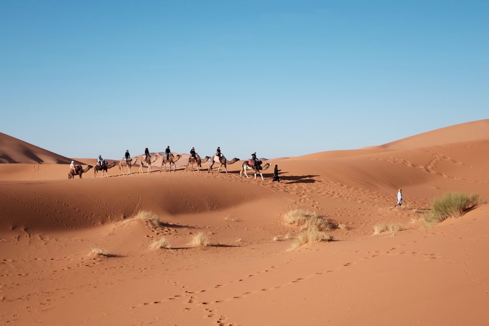 otto persone a cavallo su cammello nel deserto