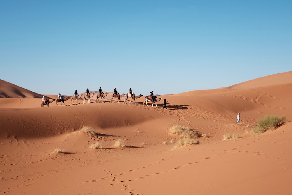 oito pessoas montadas em camelo no deserto