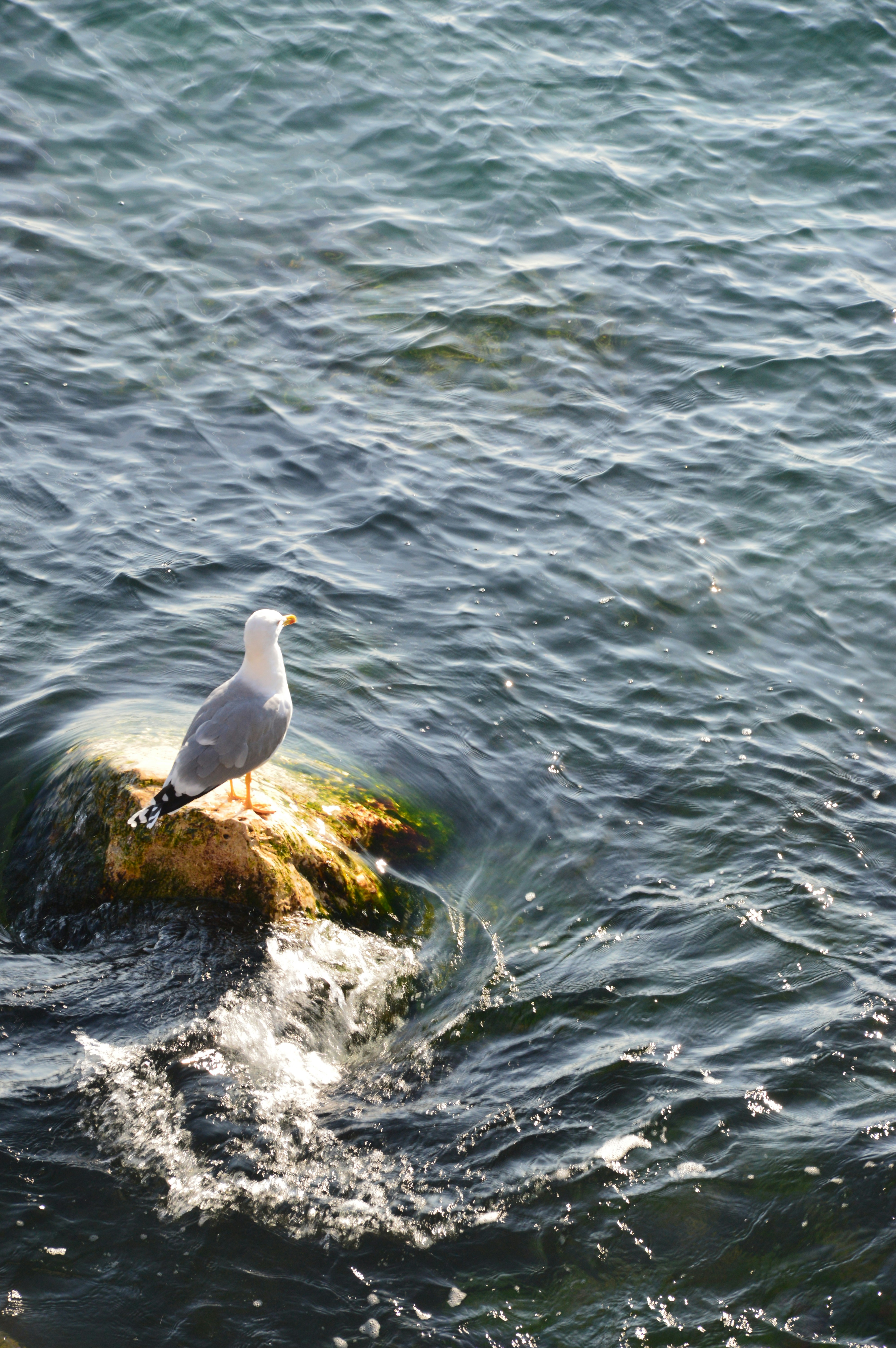 Free Unsplash photo from Razvan Rosu