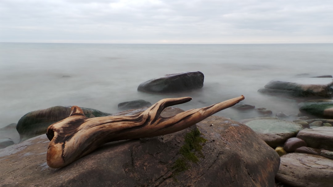 brown wooden tree branch on seashore rock
