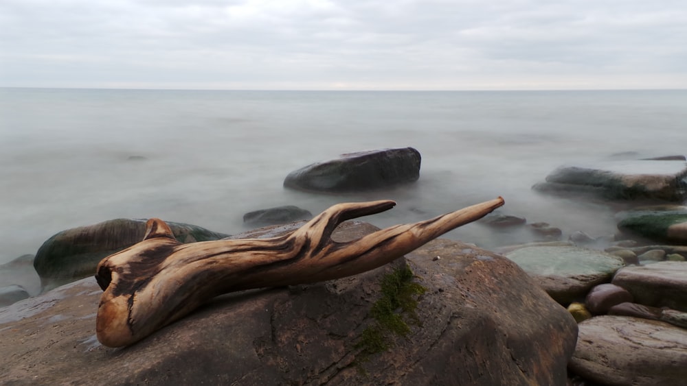 海岸の岩の上の茶色の木の枝