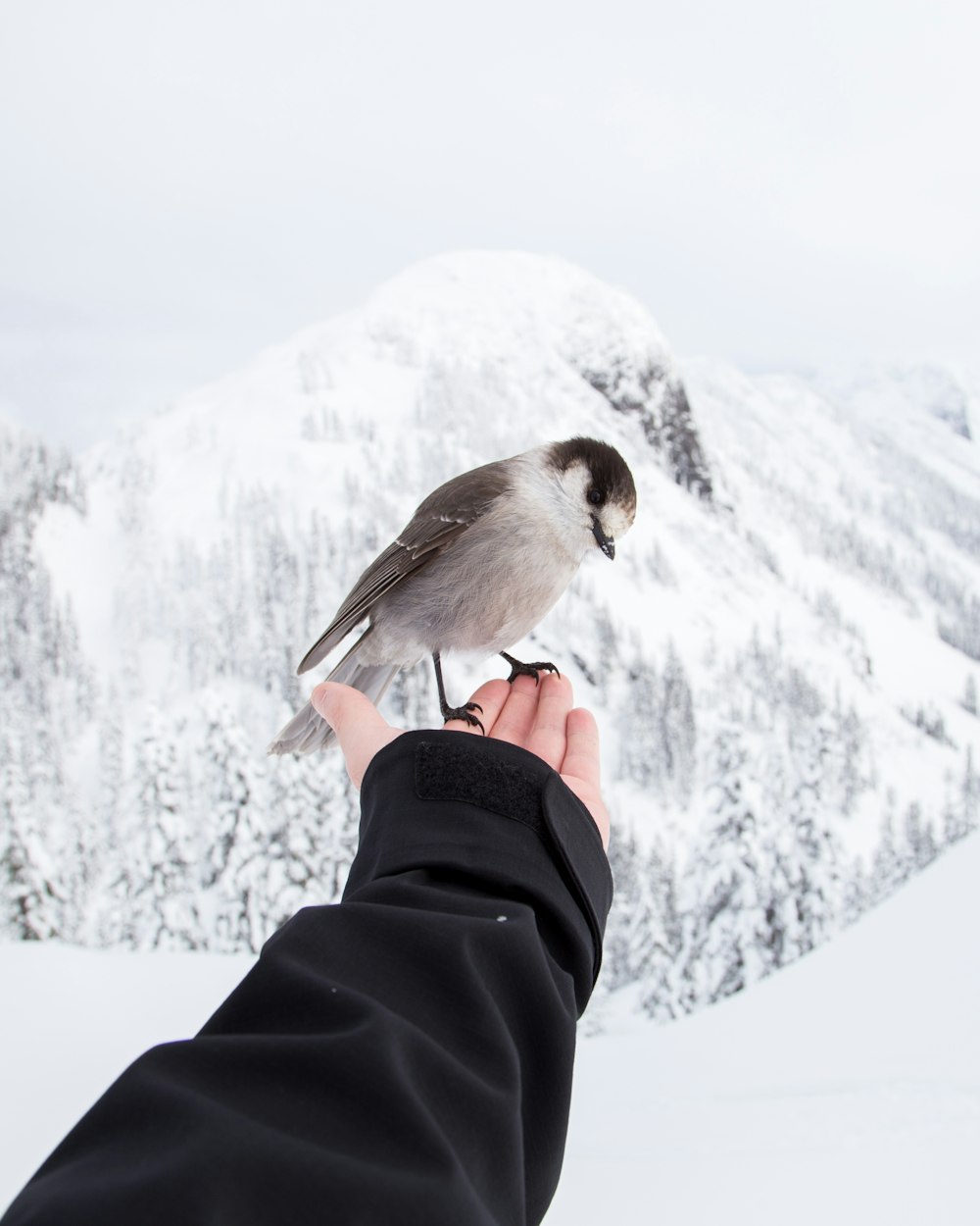 brown and white bird standing on left hand of person