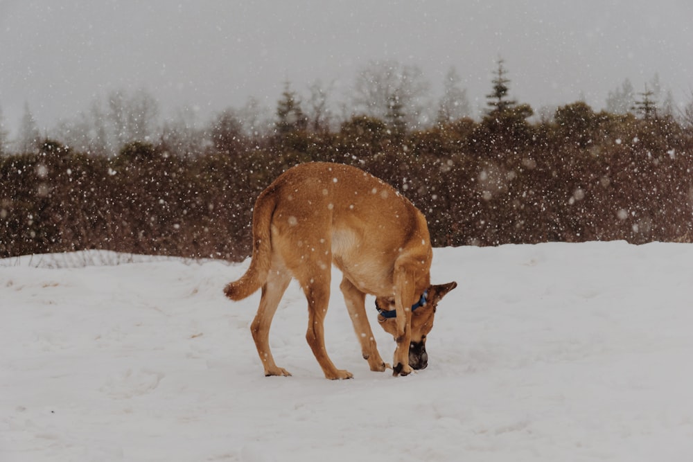 animale marrone sulla superficie della neve