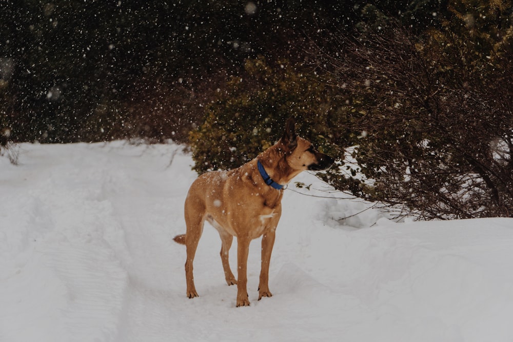 cão bronzeado em pé no chão de neve perto da árvore de folhas verdes