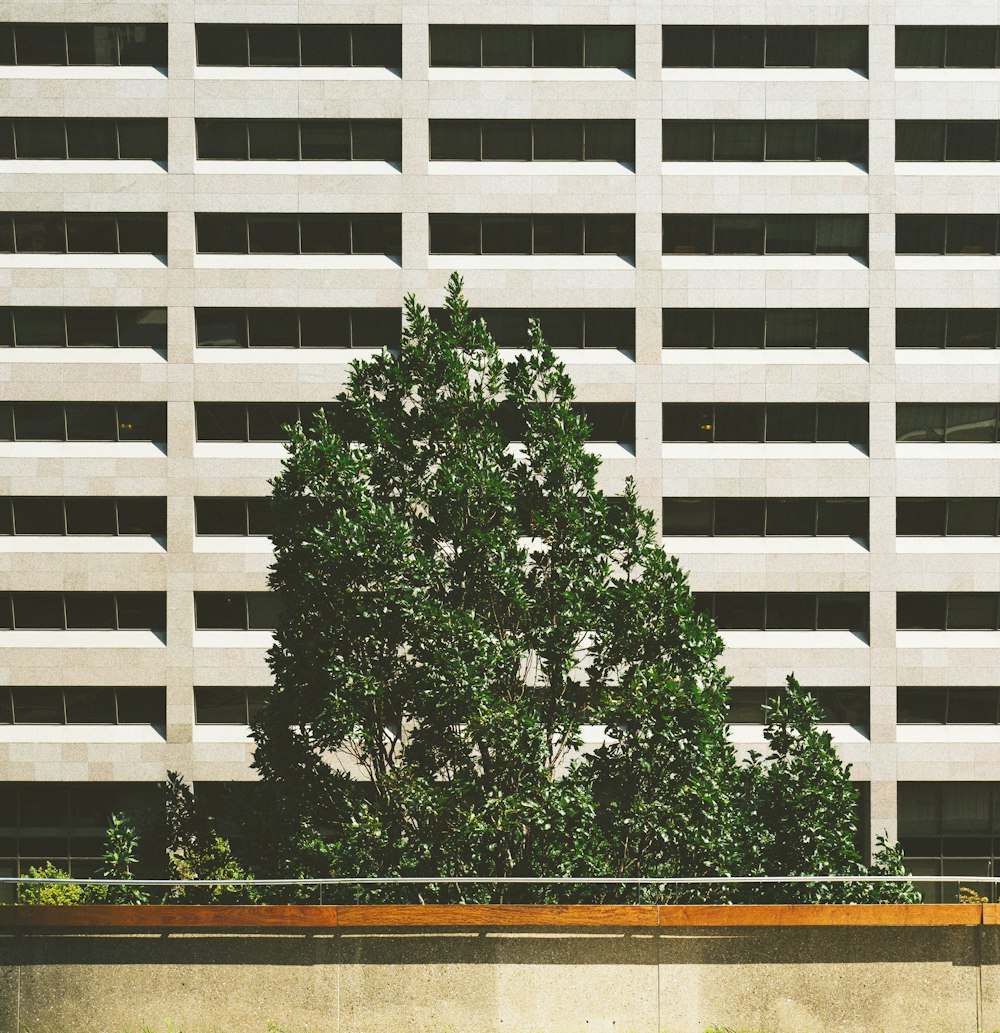 green tree beside concrete building