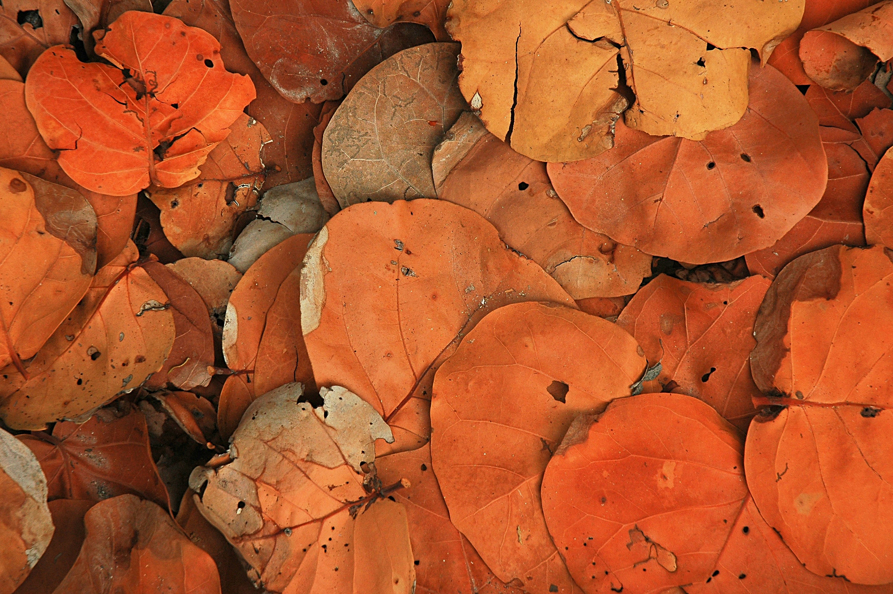 Free Unsplash photo from Brian Fegter