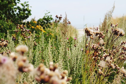 A natural garden filled with diverse plants and wildlife.