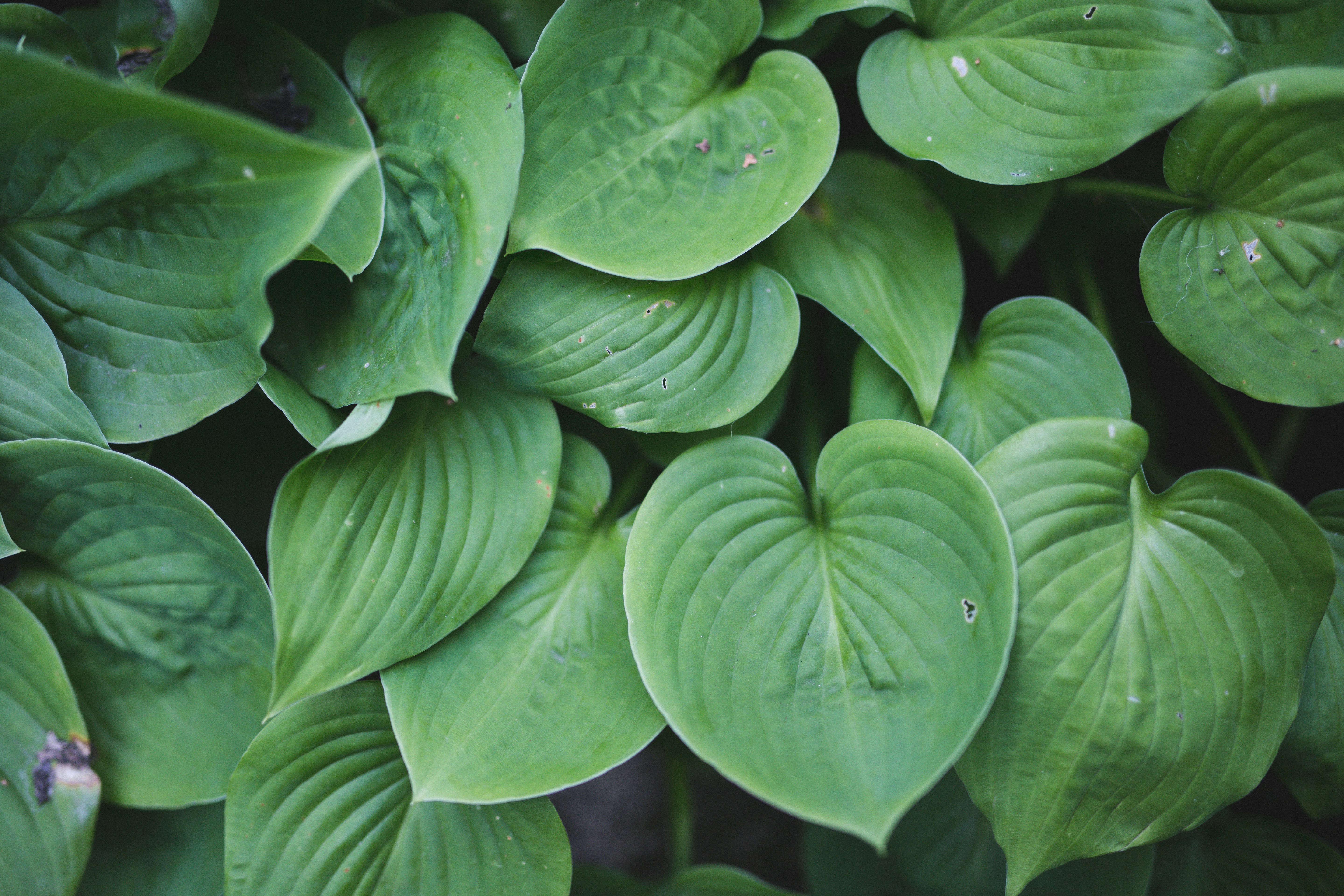 Free Unsplash photo from Carl Heyerdahl