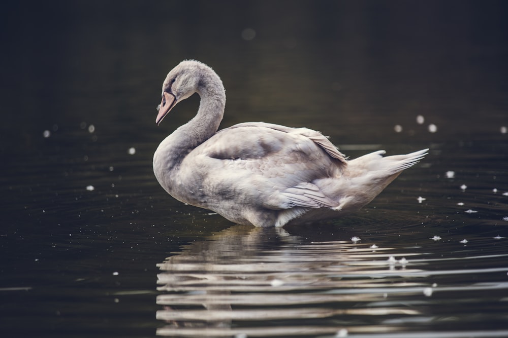 Cigno grigio sullo specchio d'acqua