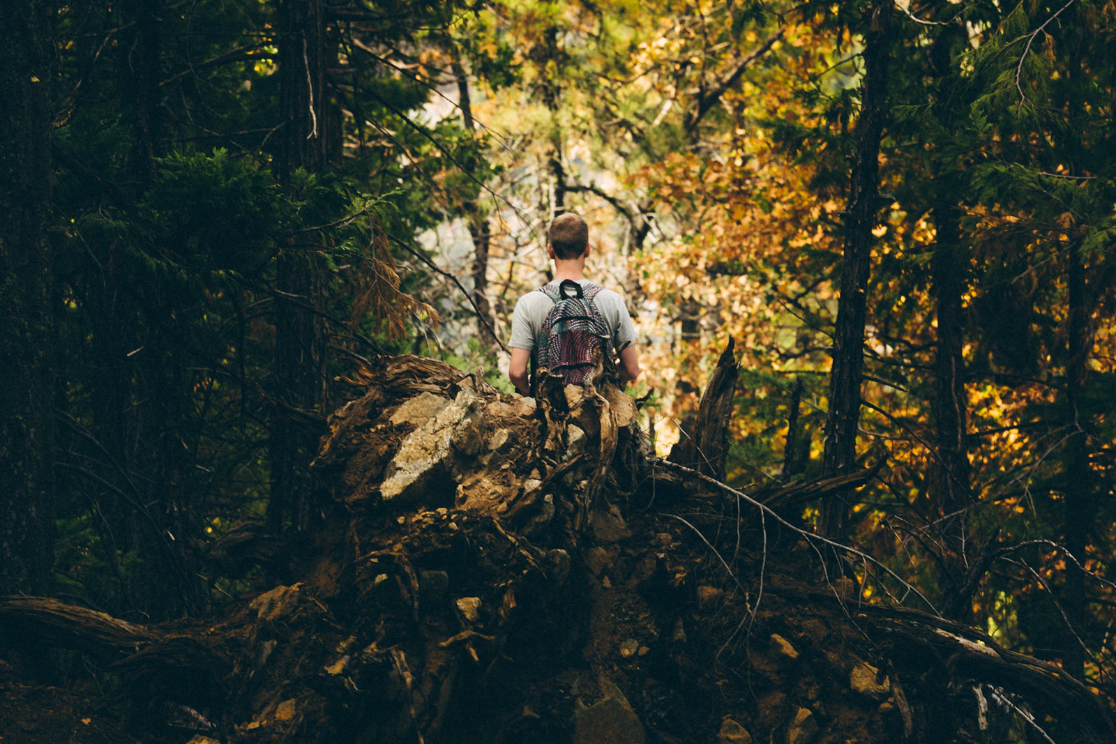 Hiker wearing a backpack in a forest