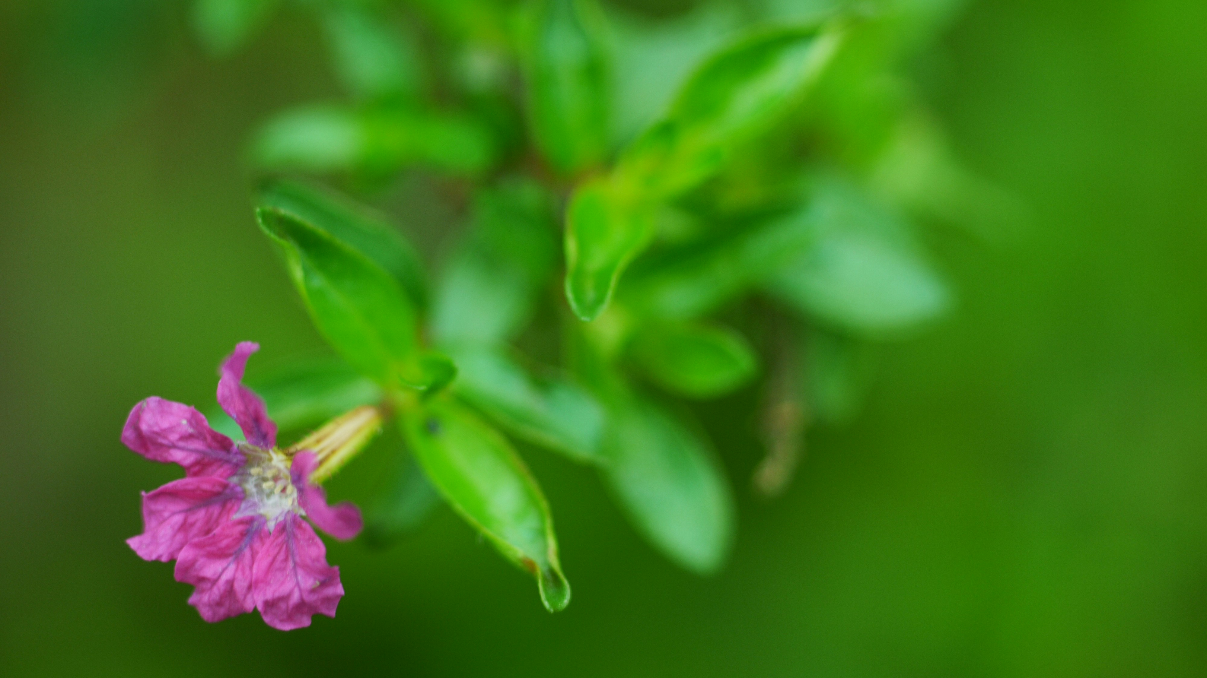 Free Unsplash photo from Michael J.Y. Sheu