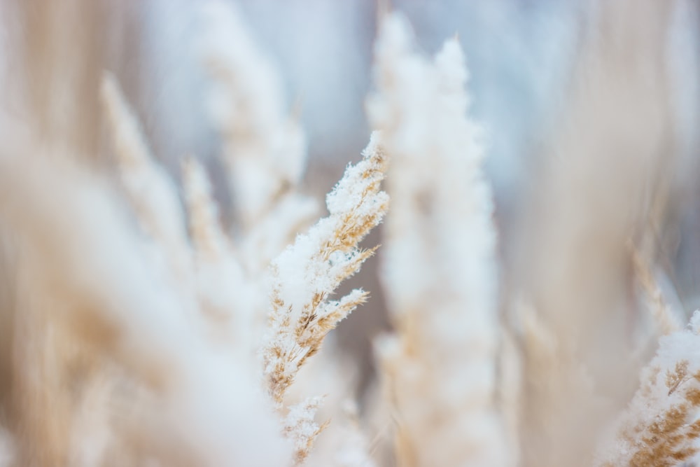 shallow focus photography of brown grass